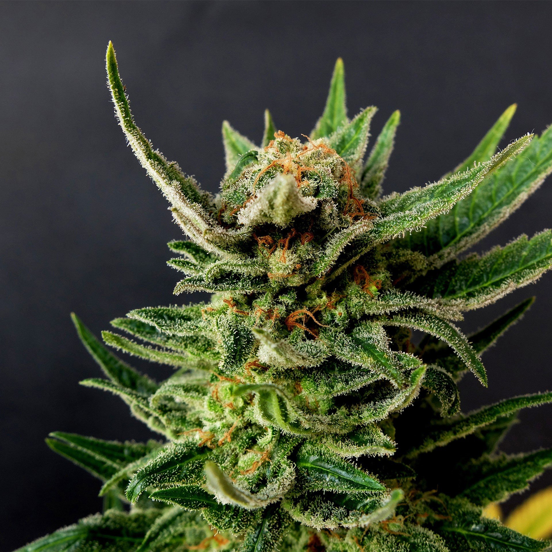 White Widow Feminized