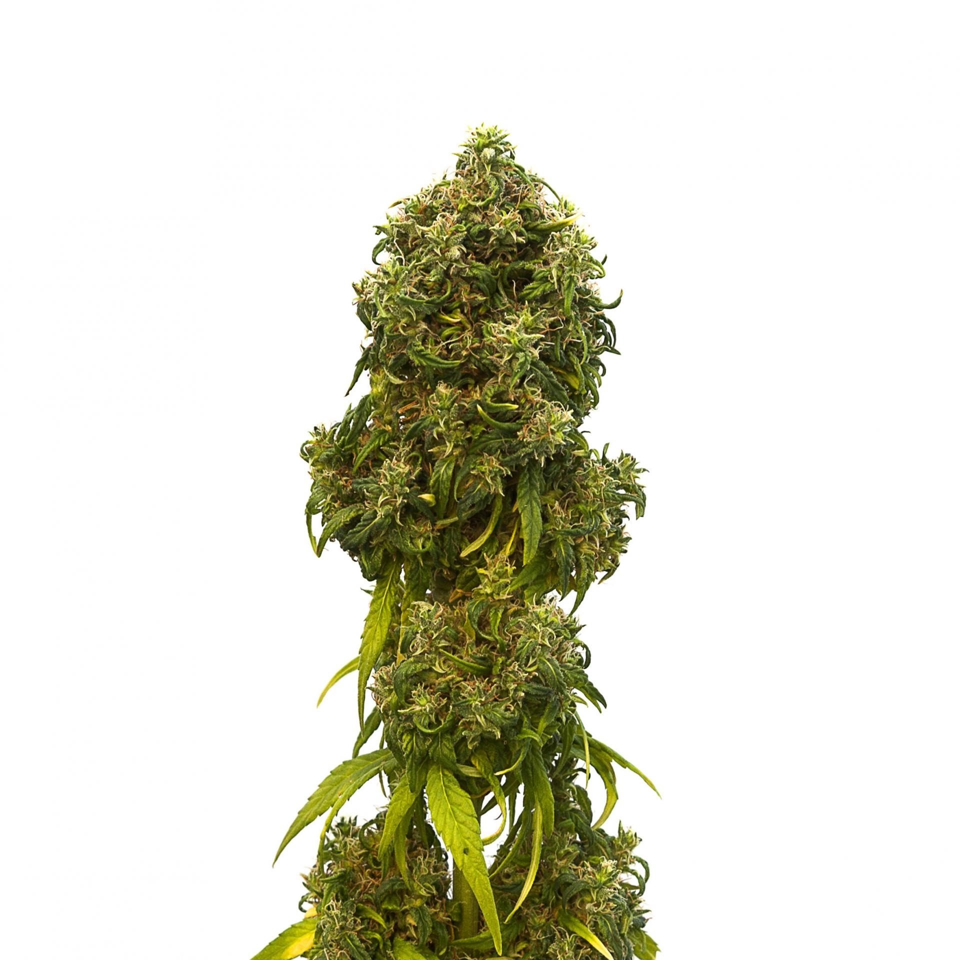 Zkittlez Feminized