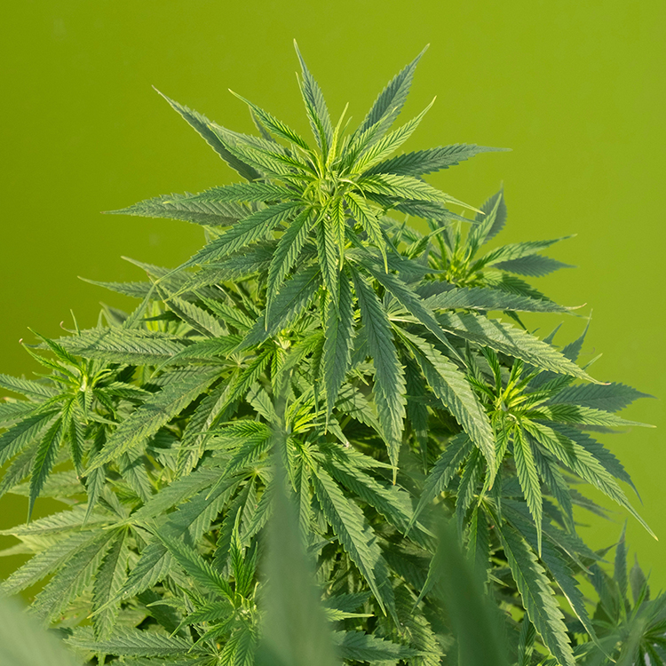 Bay 11 Feminized