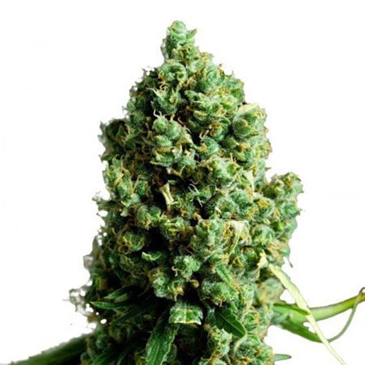 303 OG Feminized