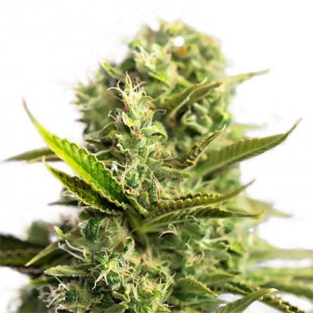 501st OG Feminized