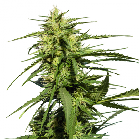 A-Train Feminized