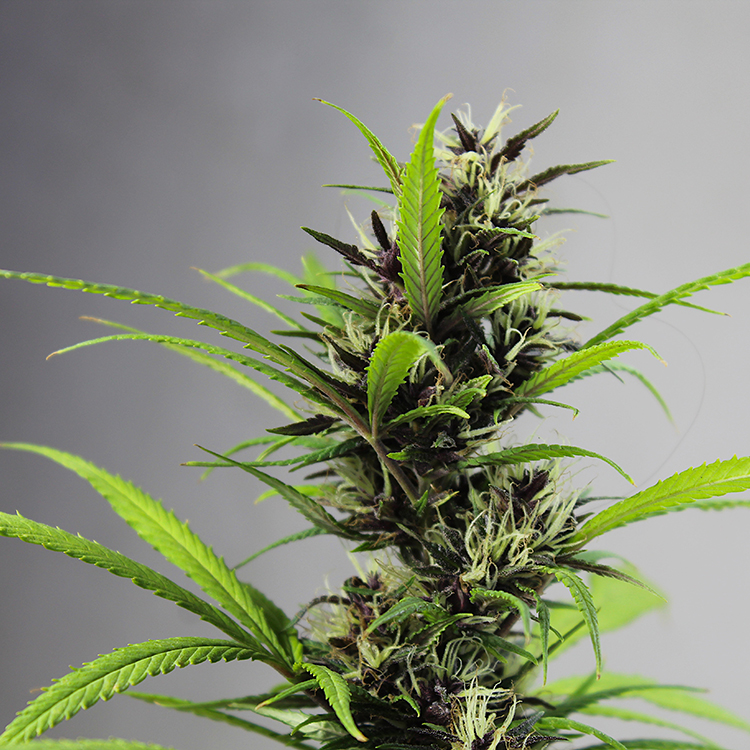 AK-48 Feminized
