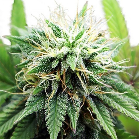 Afgooey Feminized