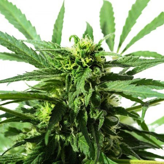 Afwreck Feminized