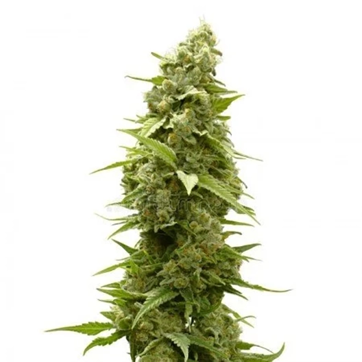 Agent Orange Feminized