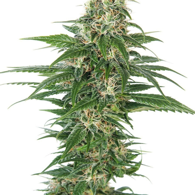 Alien OG Feminized