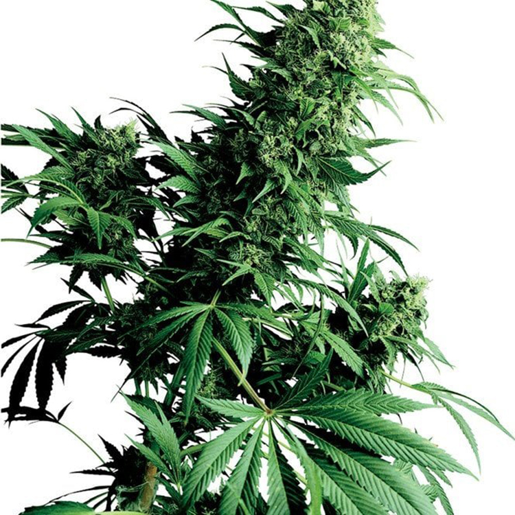 Alien Rock Candy Feminized