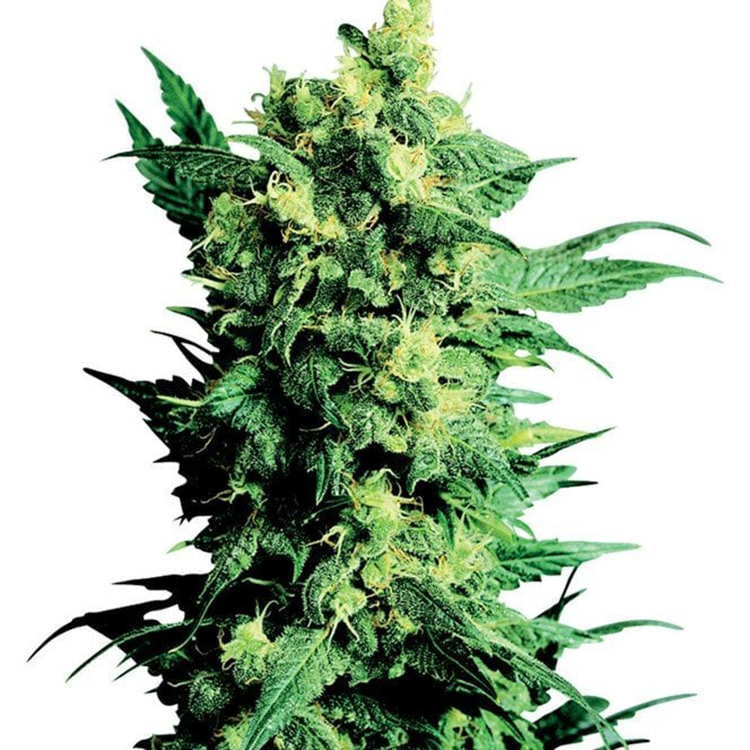 Alpha Blue Feminized
