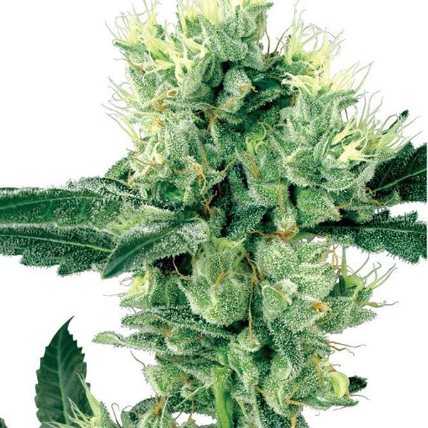 Animal Cookies Feminized
