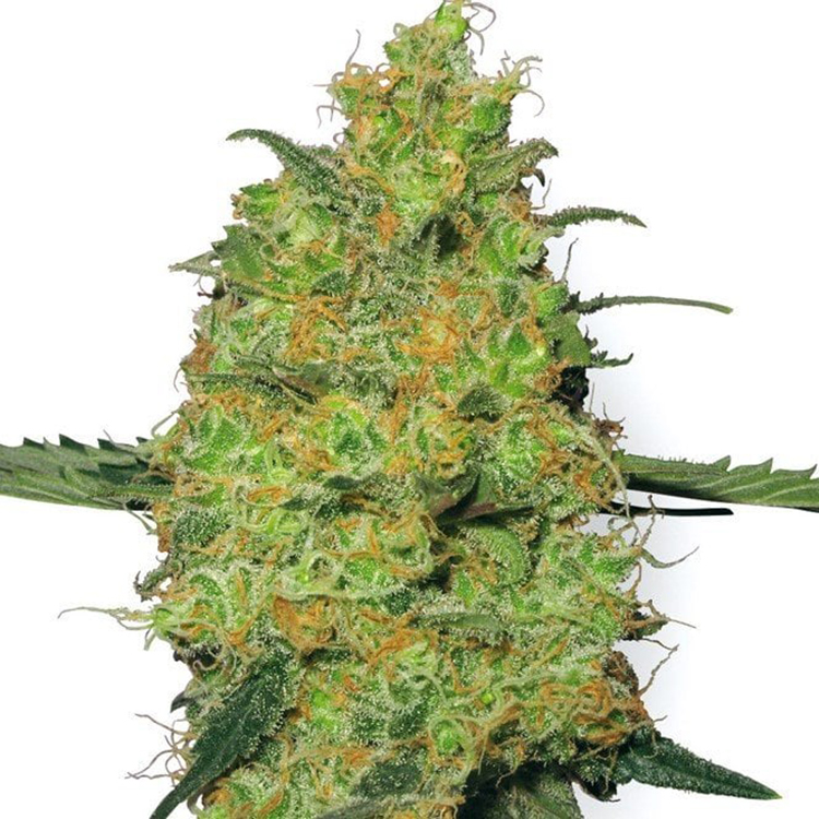 Apollo 13 Feminized