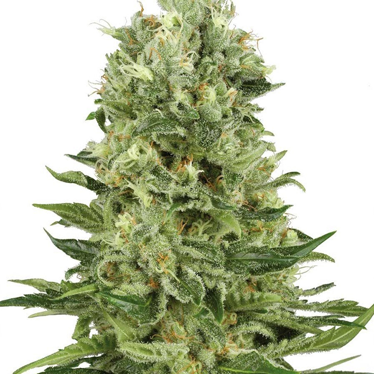 Banana Diesel Feminized
