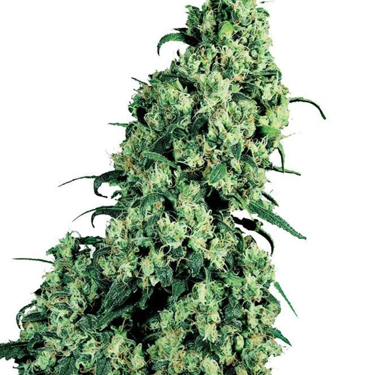 Banana Kush Feminized