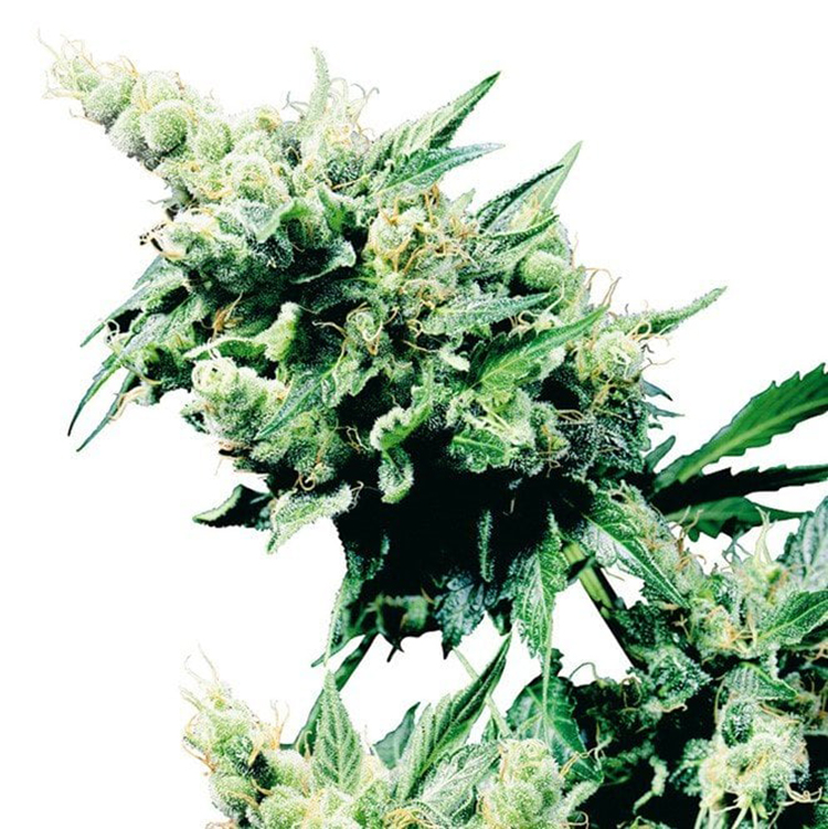 Bay Dream Feminized