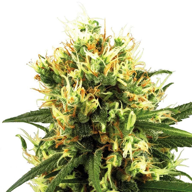 Big Bud Feminized