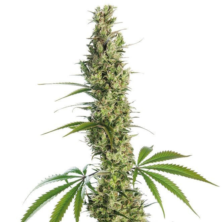 Bio Diesel Feminized