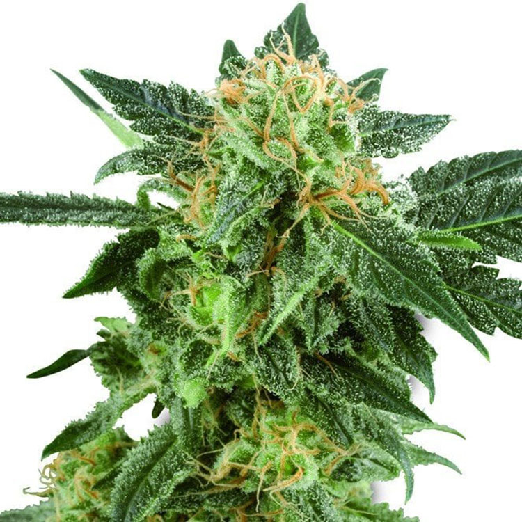 Black Betty Feminized
