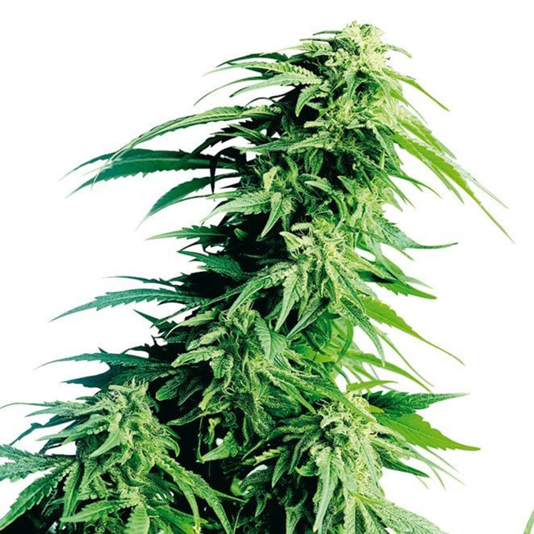 Black Tuna Feminized