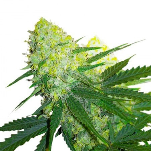 Ambrosia Feminized