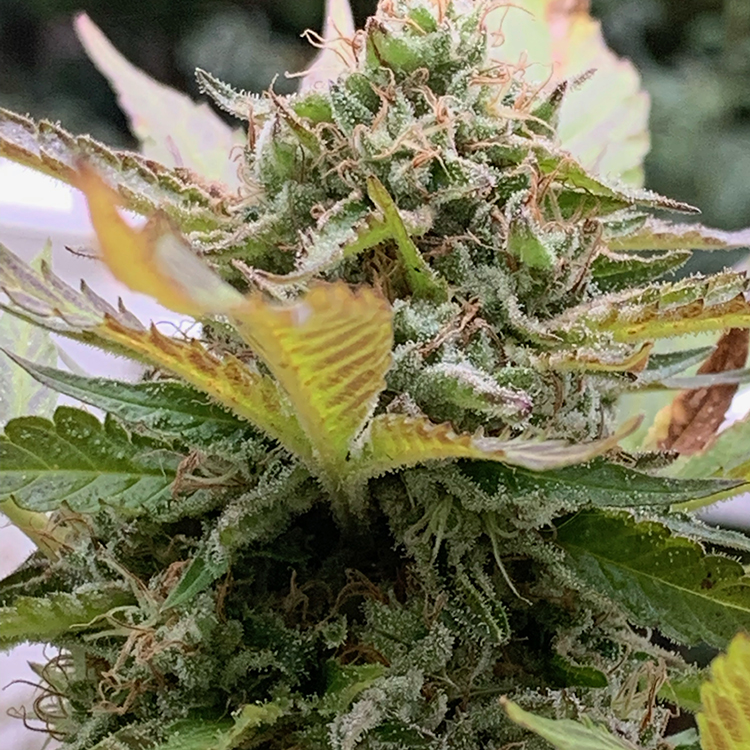 Lemon Haze Auto