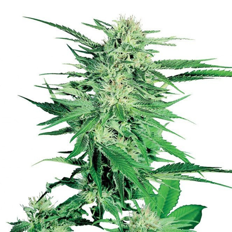 Double Tangie Banana Feminized