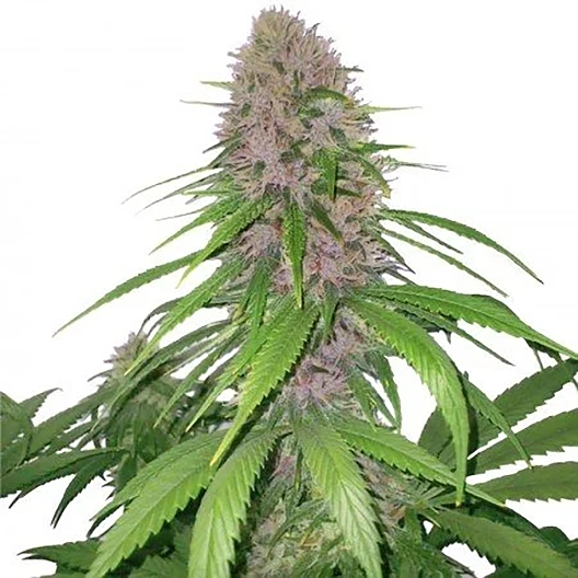 Magnum Auto