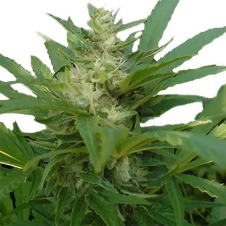 NYC Diesel Auto
