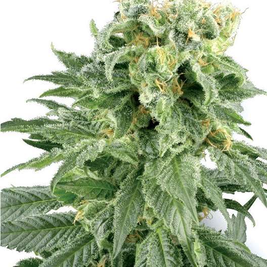 Purple Monkey Balls Feminized