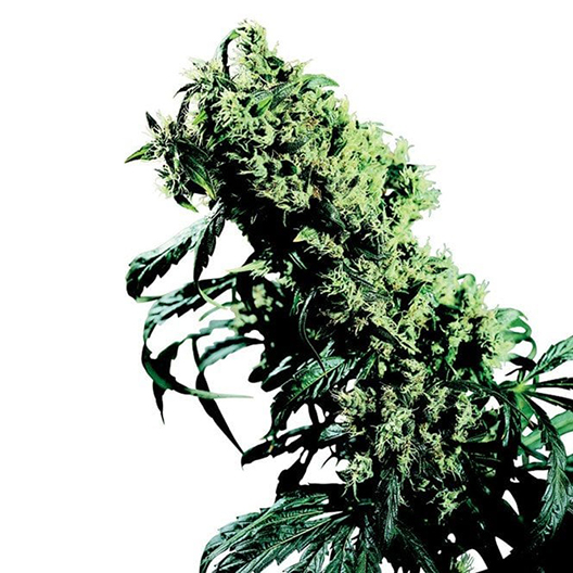 Strawberry Banana Feminized