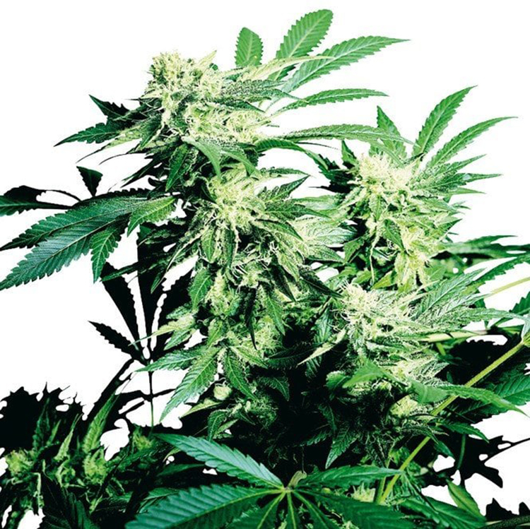 Cheese Quake Feminized