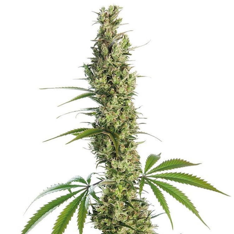 Honey Bananas Feminized