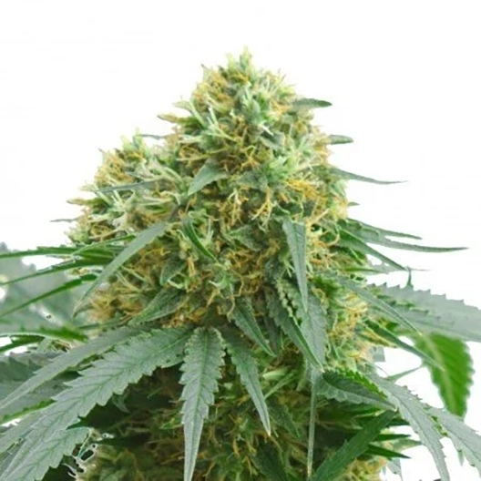 Abusive OG Feminized