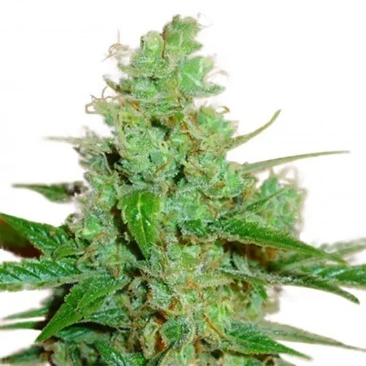 Black Widow Feminized