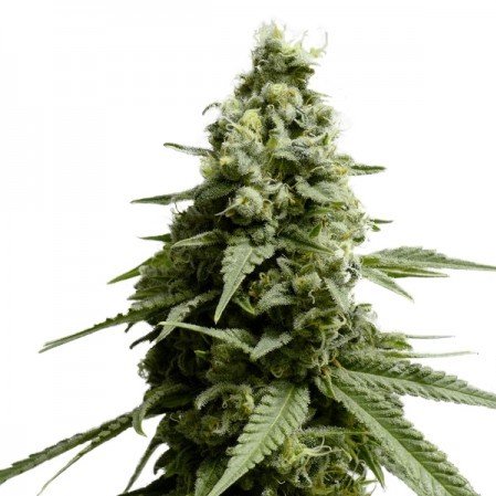 Pure Kush Auto