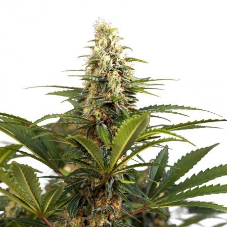 Sharksbreath Feminized