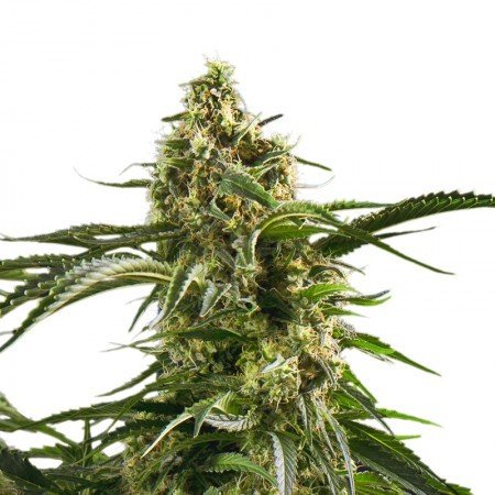 Wedding Cake Feminized