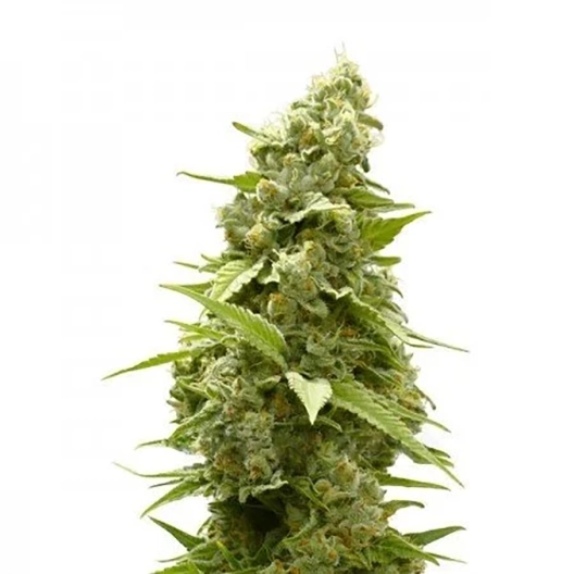 Jet Fuel Feminized