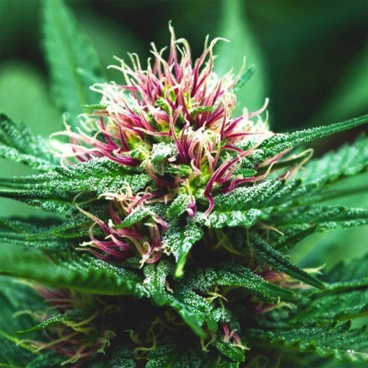 AK-48 Auto