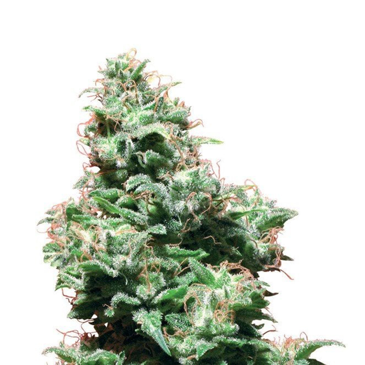 Blackberry Kush Auto