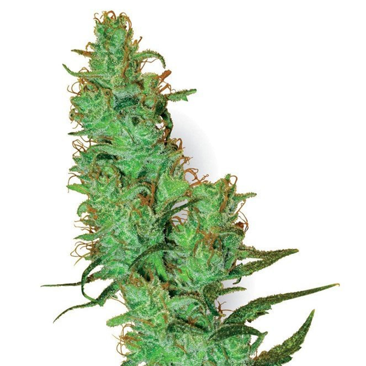 Blue Kush Auto