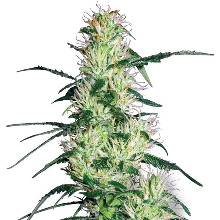 Blue Mystic Auto