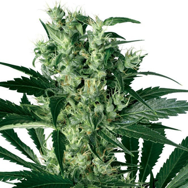 Blueberry Yum Yum Feminized