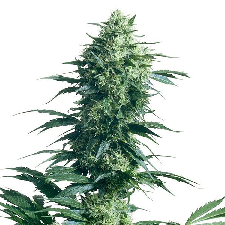 Chronic Auto