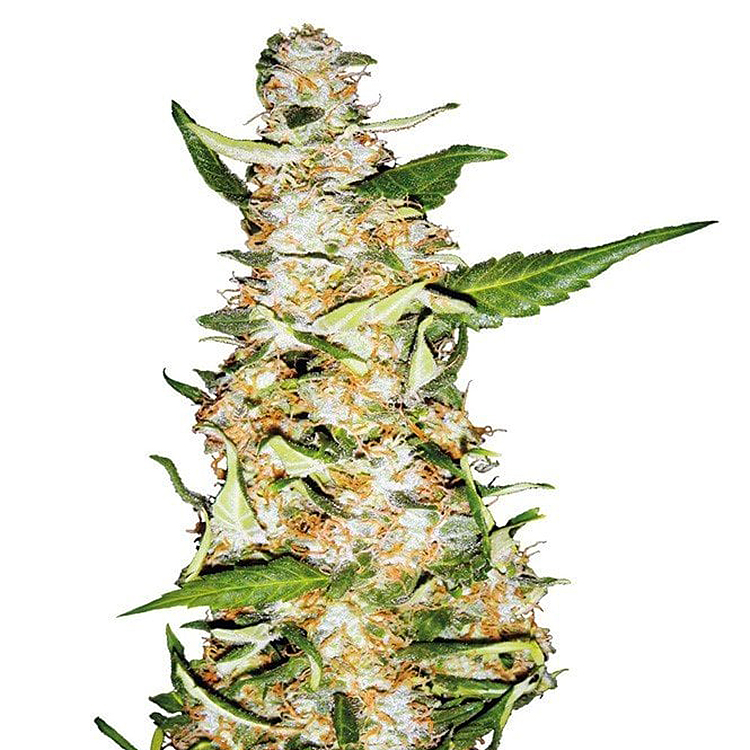 G13 Haze Feminized
