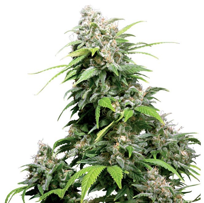Lemon Skunk Auto