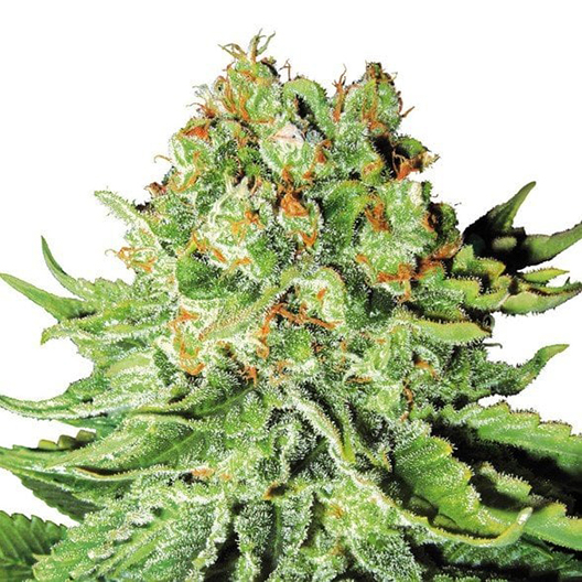 Orange Bud Auto