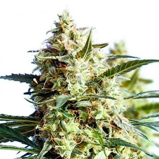 Mango Haze CBD Feminized