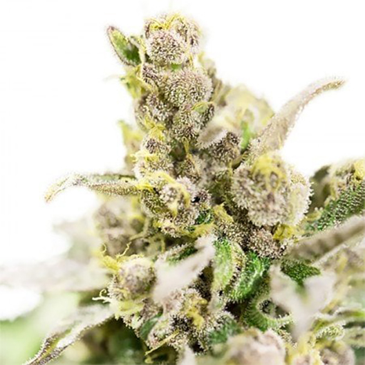 Cannatonic CBD Feminized