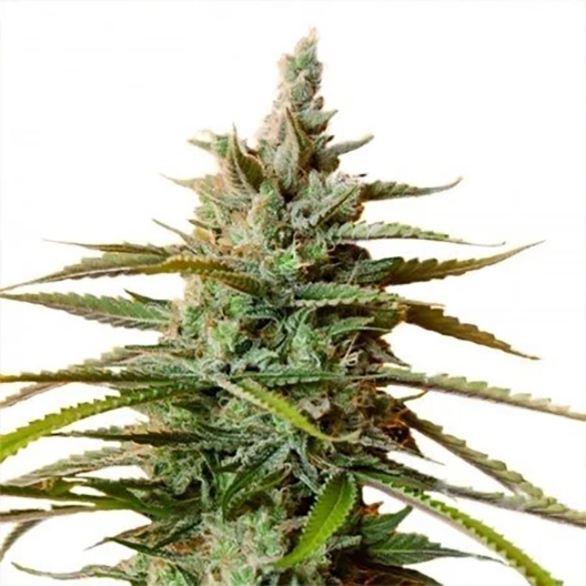 Cinderella's Dream Feminized