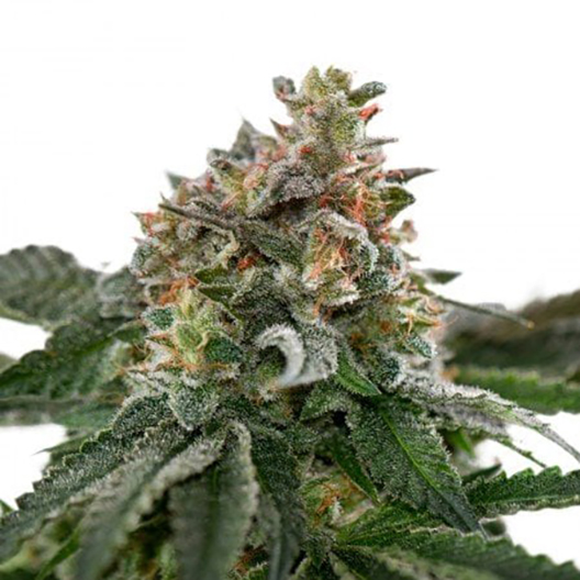 Clementine Feminized